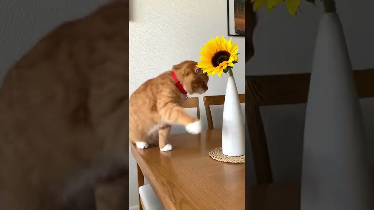 ¡Un gatito muy curioso con los girasoles! 🌻 🐱