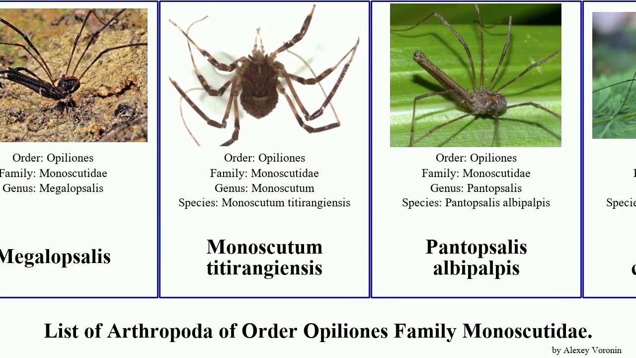 List of Arthropoda of Order Opiliones Family Monoscutidae. pantopsalis coronata Fuse harvestman