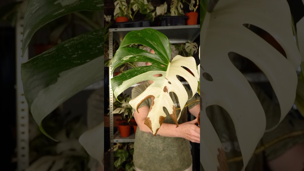 Hojas Amarillas Monstera (Enfermedades Y Problemas)  Pur Plant