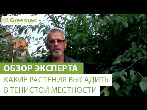 Видео: Сад камней для тенистых мест: Тенелюбивые растения для сада камней