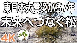 東日本大震災から7年・未来へつなぐ松　岩沼市の海岸防災林、陸前高田市の奇跡の一本松