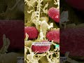 Mapping the French gut microbiome • RFI English