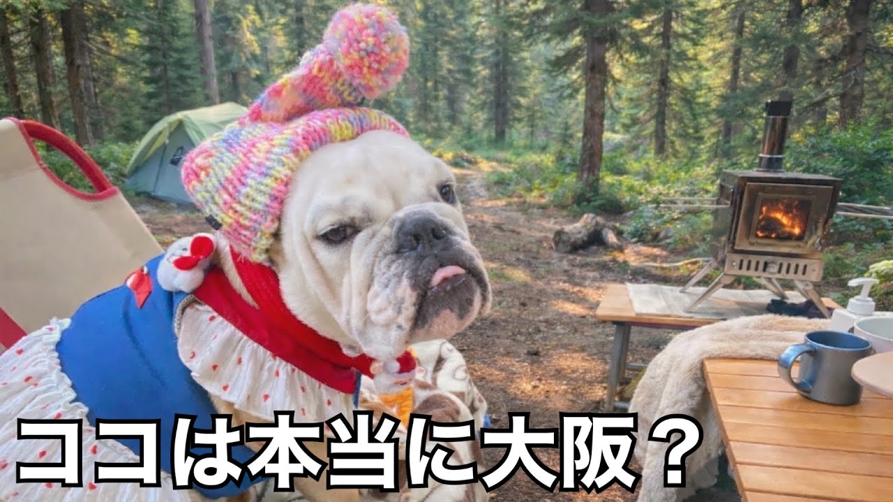 大自然に囲まれたドッグランサイトのあるキャンプ場で冬キャンプ☃❄【Shinkeロックリゾート】【犬連れキャンプ】