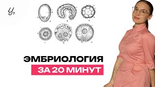 картинка: Эмбриология за 20 минут