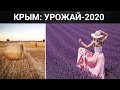 Засуха, заморозки, вымирание пчёл. Каким будет урожай Крыма в 2020 году?