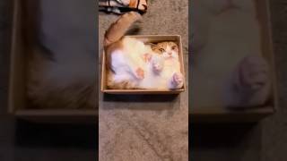 📦 Cats in boxes #shorts #cat #catlover #funnycats #furryfeatheredfun