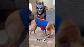 Funny Dog