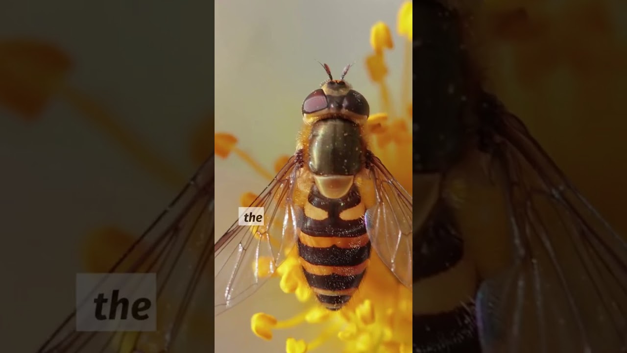 Are Figs Really Vegan 