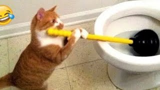 funniest cat's video | cute cat funny acting|  part 66@Laughing_pawas