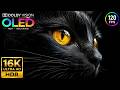 African Wildlife OLED HDR TEST | 16K Dolby Vision 120fps (16K/8K/4K Video TV)