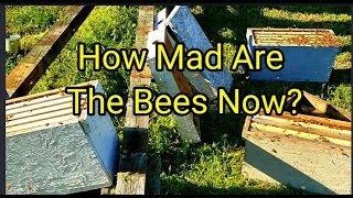 How Mad Are The Bees Now?
How Mad Are The Bees Now?
How Mad Are The Bees Now? Is a video showing that sometimes in the worst possible scenario the bees can still be extremely gentle, and in times when you Barry even touch the hive the bees will stare you up!!! Timing is everything, conditions are crucial. Learn your bees, learn how to read them.
Check out my YouTube channel on homesteading.click on link below
https://www.youtube.com/channel/UC3NYHm5C1aF1b4HVbbQJEOA
Please submit all questions to homesteadhacks2019@gmail.com
Check out video below on how to make your own brood builder.
https://youtu.be/TqSswyKIIUE
2020 Packages (Gentle Stock Packaged Bees) – Barnyard Bees
https://barnyardbees.com/product/2020-package-deposits/
Check us out on Instagram below
https://www.instagram.com/barnyardbeesinc/
Check out our Facebook page below
https://www.facebook.com/groups/1840466109605990/
Click below to order Nucs, packages, and beekeeping supplies.
http://www.barnyardbees.com
Beekeeping news is Brushy mountain bee supply is going out of business, and Kelly bee is merging with mann lake bee supply. Barnyard bees can help supply you with anything and everything pertaining to beekeeping.
http://www.barnyardbees.com
Store# (706)971-2700
Barnyard bees has everything and anything pertaining to beekeeping. So anyone needing beekeeping supplies we have them at a very competitive price.
http://www.barnyardbees.com
Click above to order 2020 Three pound packages, 5 frame nucs, anything and everything pertaining to beekeeping beetle barns, beetle blasters, mite strips, woodware, frames, Mated Italian queens, tools, bee suits, Barnyard Bees apparel T shirts, hoodies, tank tops, baseball ts, medication, hive kits, ultra bee pollen, honey. Also ask about our wholesale prices on honey,and beekeeping products. equipment we have it at
http://www.barnyardbees.com
store# (706)971-2700
#newbeekeeper #honeybeesforsale #beekeeping
#packagedbees #Honeybees How Mad Are The Bees Now?