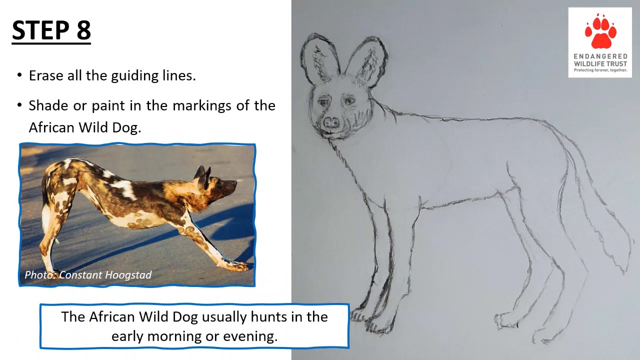 How To Draw An African Wild Dog - Youtube