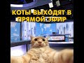 Коты выходят в прямой эфир