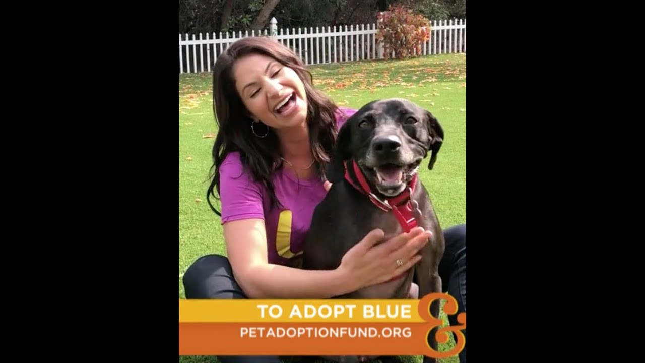 Blue the Hound Mix in CA