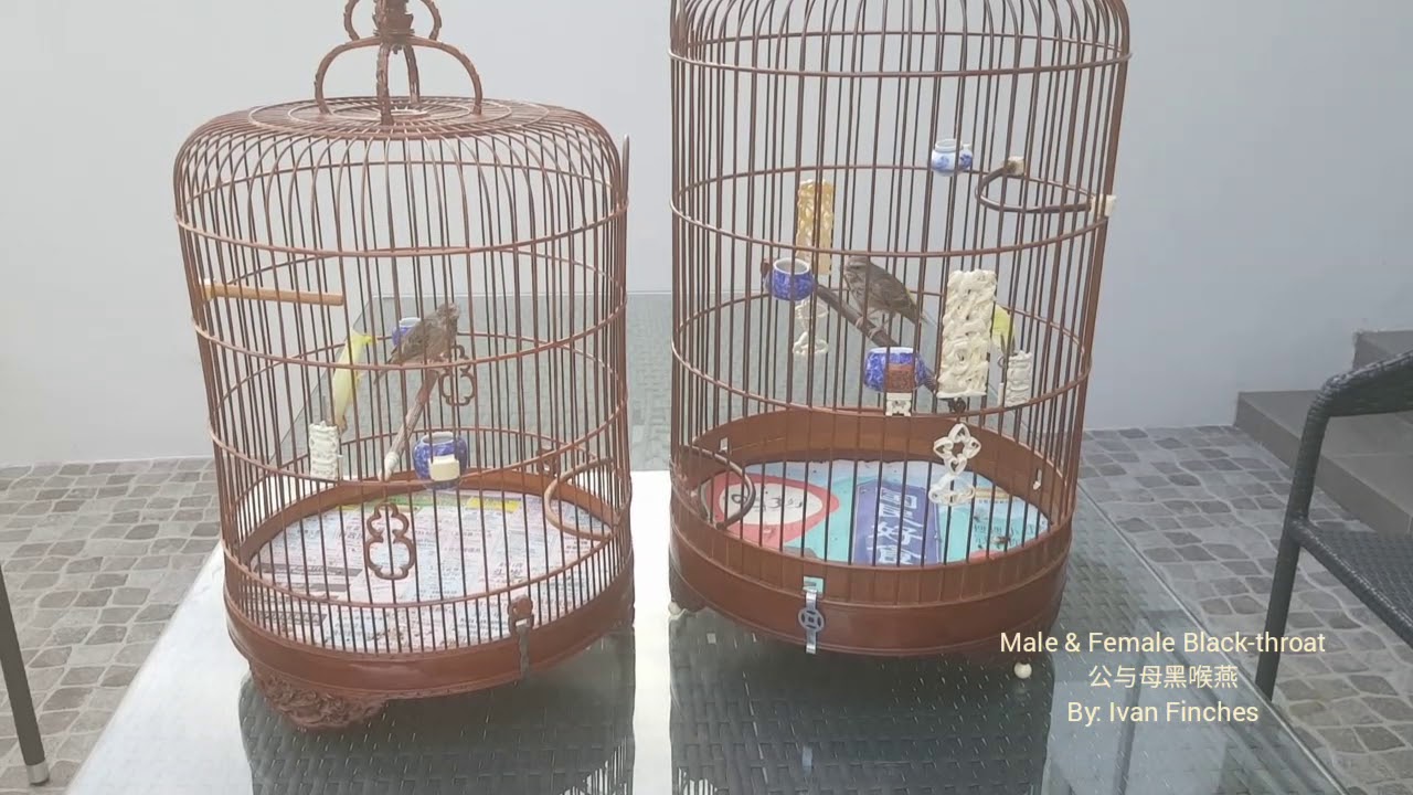 Male & Female Black-throat Finch