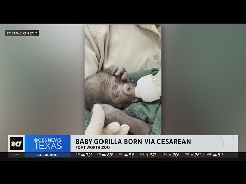 Fort Worth Zoo welcomes baby gorilla