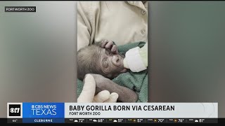 Fort Worth Zoo welcomes baby gorilla