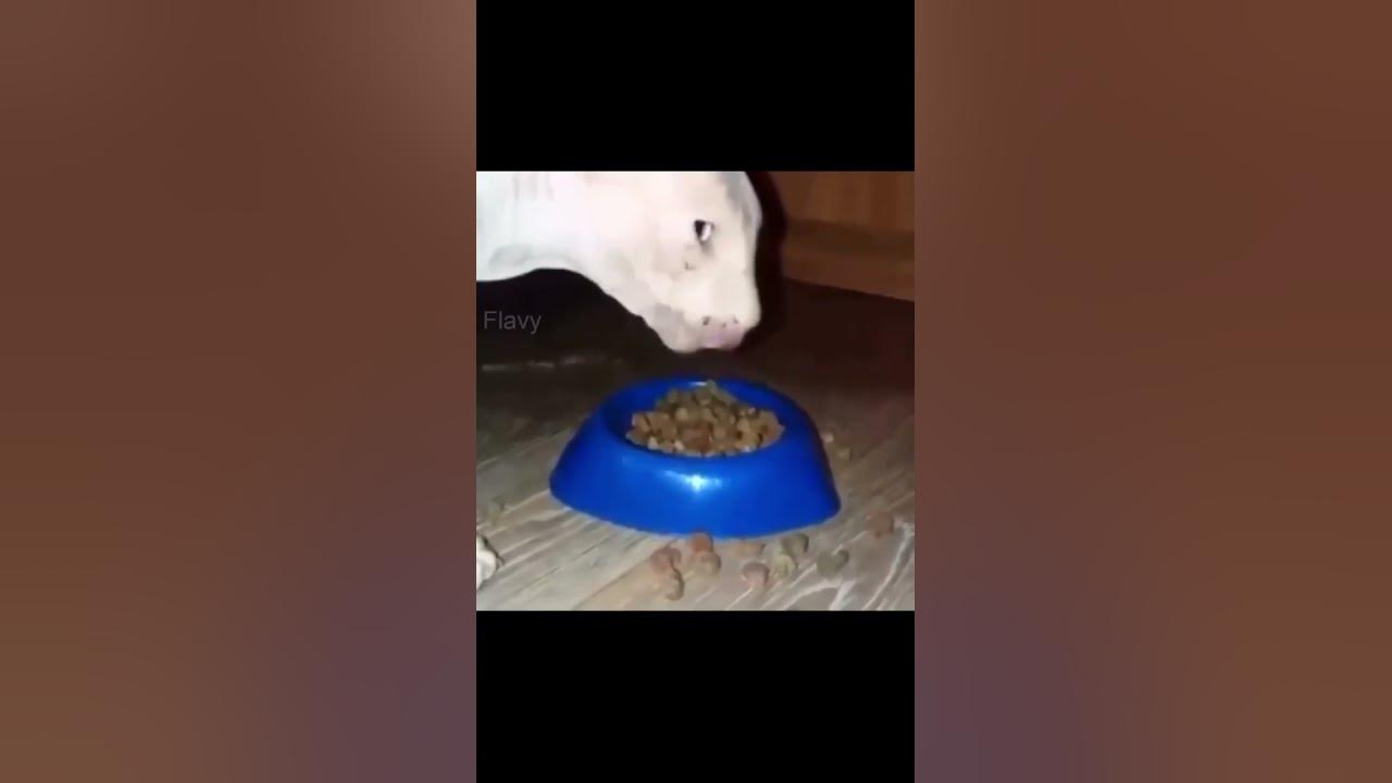 Cat Eating Sound Effect Meme YouTube
