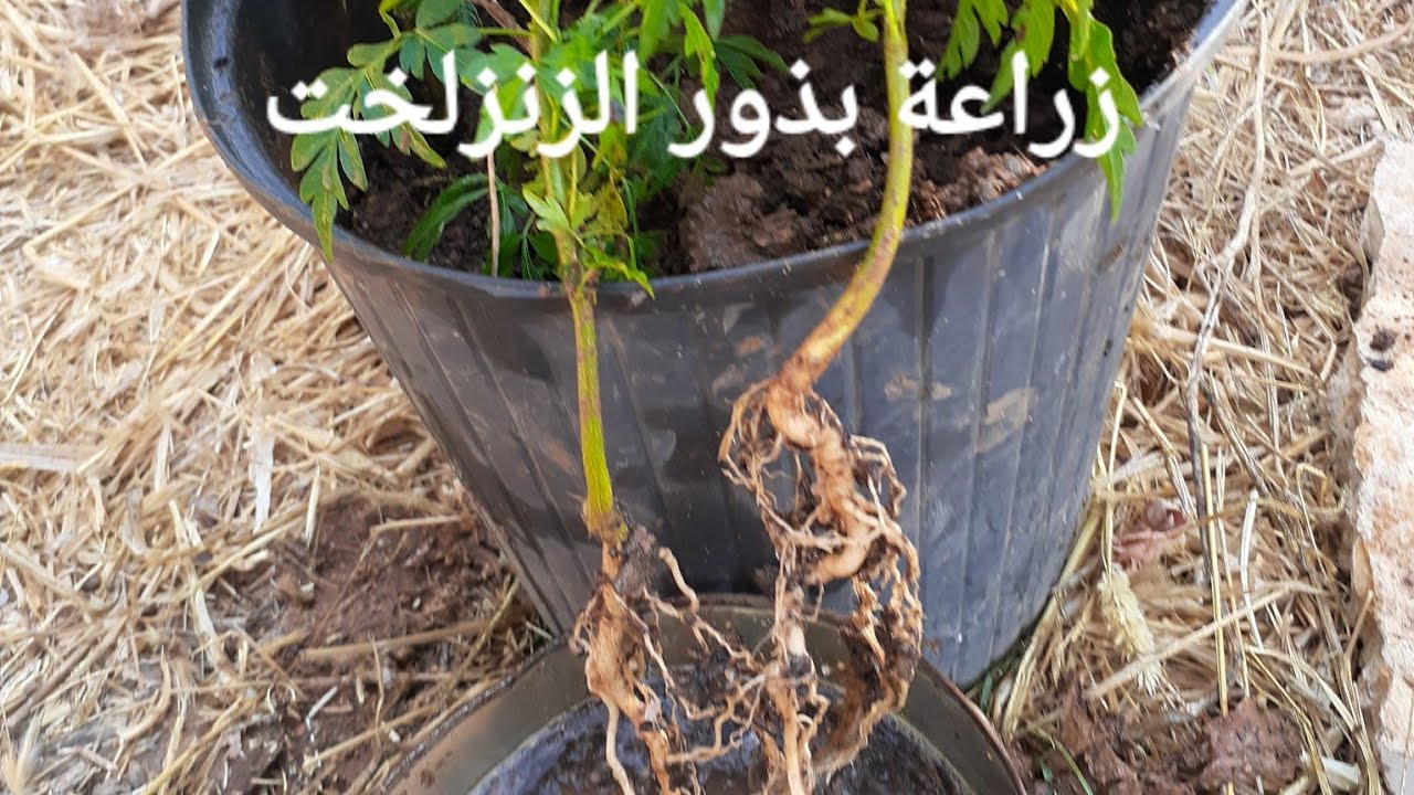 كيف نضمن نسبة نجاح 100% في زراعة بذور الزنزلخت ؟ - YouTube