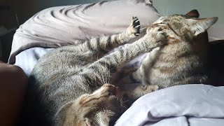 A mother cat who likes to bully and attacks her daughter | CatsLifePH by Cats Life PH 364 views 3 weeks ago 1 minute, 58 seconds