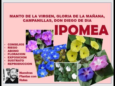 Video: Problemas de Morning Glory - Enfermedades comunes de las enredaderas de Morning Glory