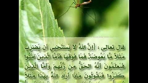 ما تيسر من- سورة البقرة - بالصيغة المغربية - أيوب نباحدا