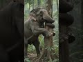 Big Wild Elephant Pulled The Tree🌳 #elephant #tree