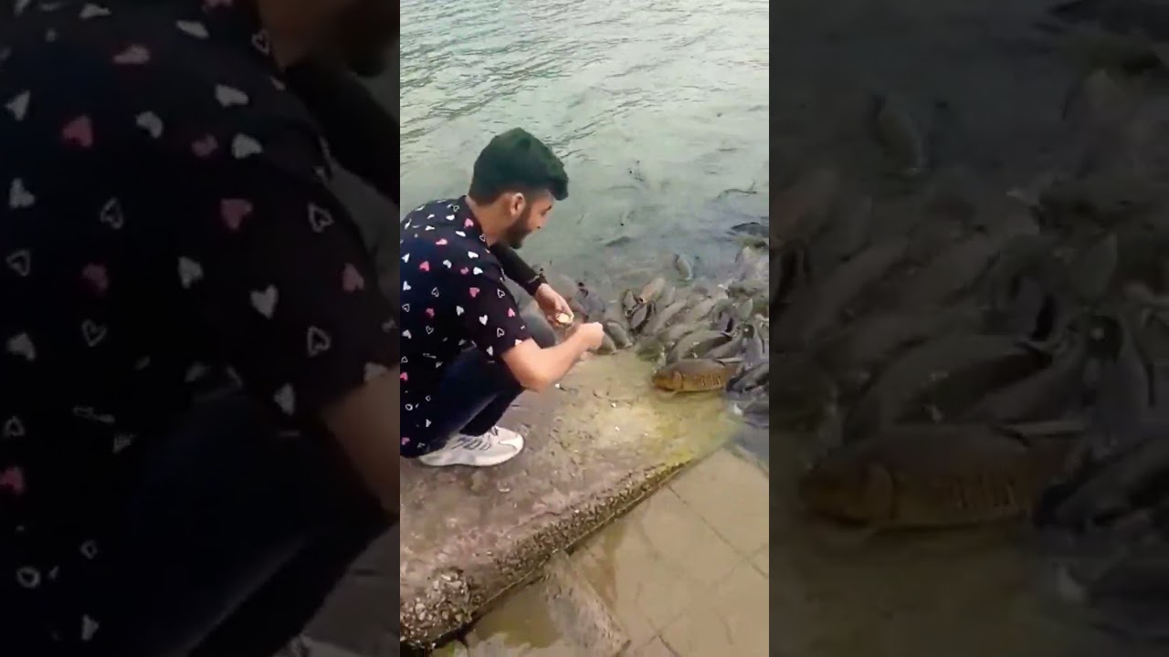 jammu mansar  ❣️😍❤️.