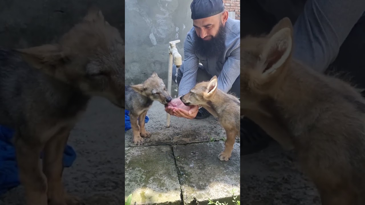 Волки и шейх Шамиль Аш-Шафий