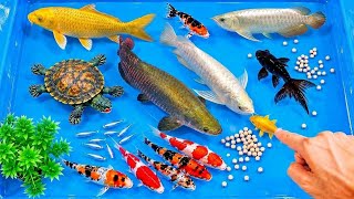 Unboxing ikan hias, ikan cupang, ikan mas koi, ikan guppy, ikan mas koki, ikan mas, ikan lele albino