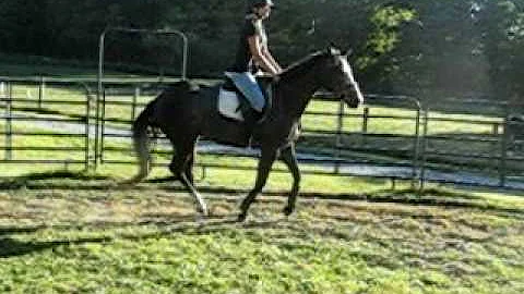 misty canter