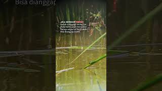 tapi ini bukan tentang tengu 😌 #videoshort #mancingceria
