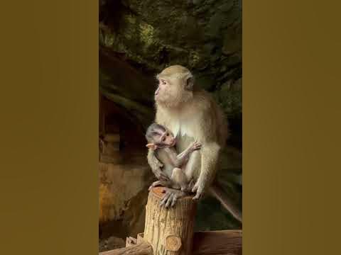 Храм обезьян в Таиланде🐒 #путешествия #таиланд #обезьяны - YouTube