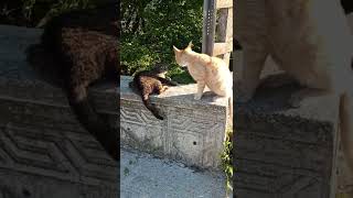 Ne Olur Evet Dee Aşkım Minik Kraliçem Seni Çok Seviyorum Yitik Tabiat