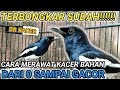 BONGKAR FULL CARA MUDAH MERAWAT KACER BAHAN CEPAT GACOR || DR KACER TERBARU