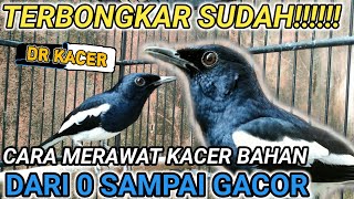 BONGKAR FULL CARA MUDAH MERAWAT KACER BAHAN CEPAT GACOR || DR KACER TERBARU