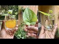 पान की बेल कैसे लगाएं/ How to grow &amp; care Betel leaf Plant Vine