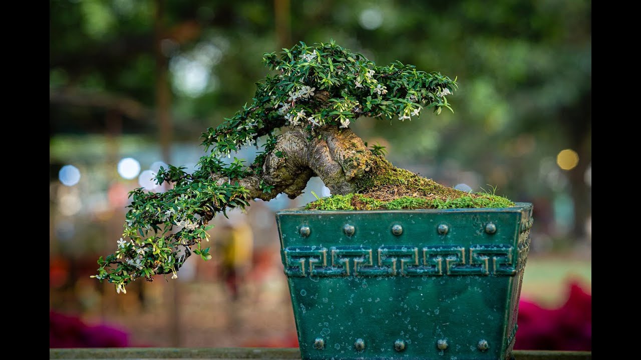 Unconstricting Yourself - Green/Turquoise Commonalities - Video #4 - Spiral Dynamics/Integral