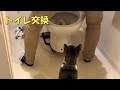 水道工事屋さんにトイレ交換をお願いしたら、また凄いことになった 暴れ猫/保護猫ハナ♂