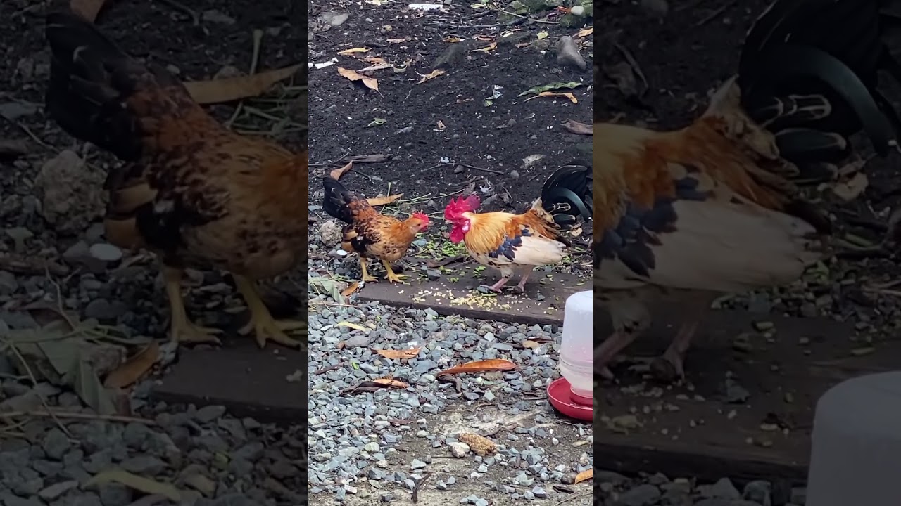 #bantam