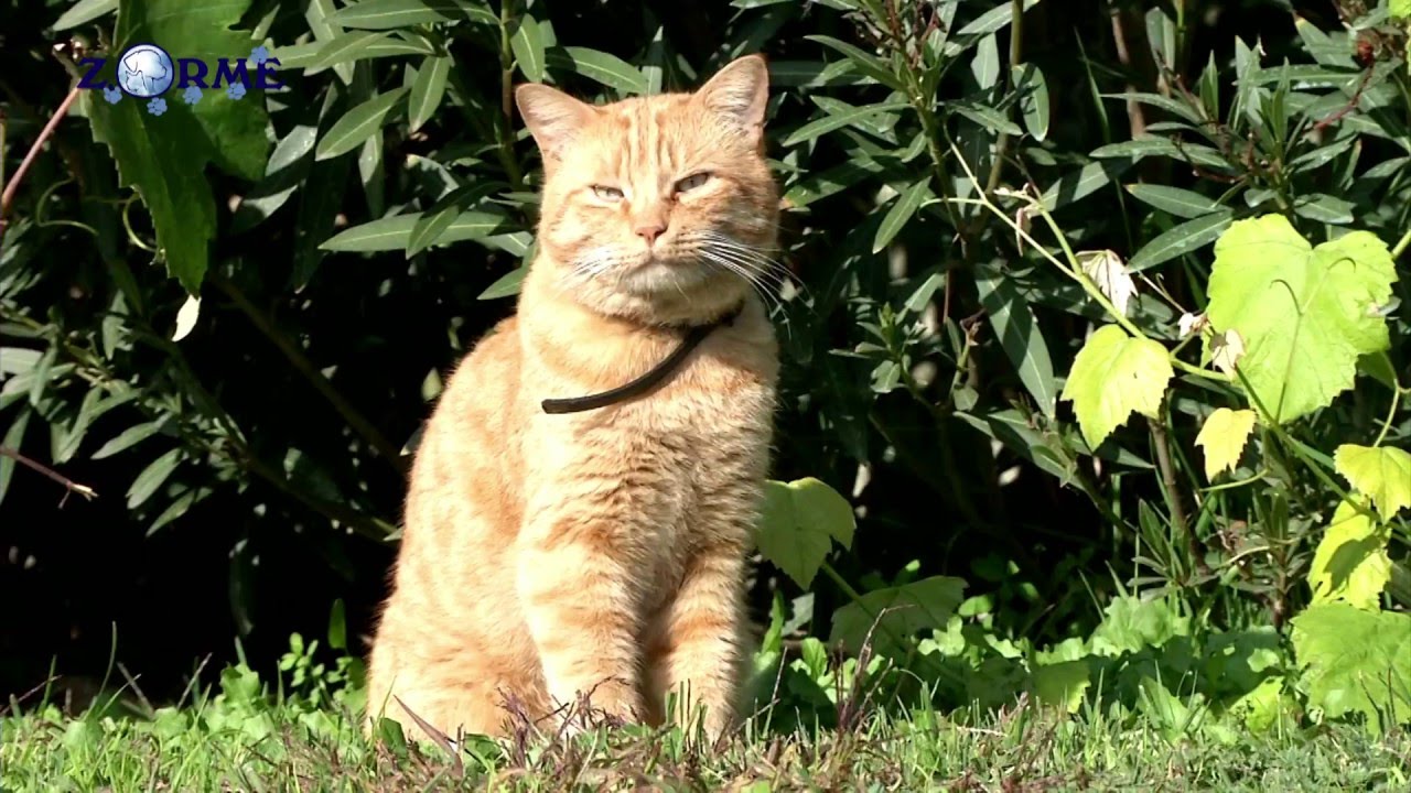 Z.ORME SRL CREMAZIONE ANIMALI DA AFFEZIONE DI BERGAMO