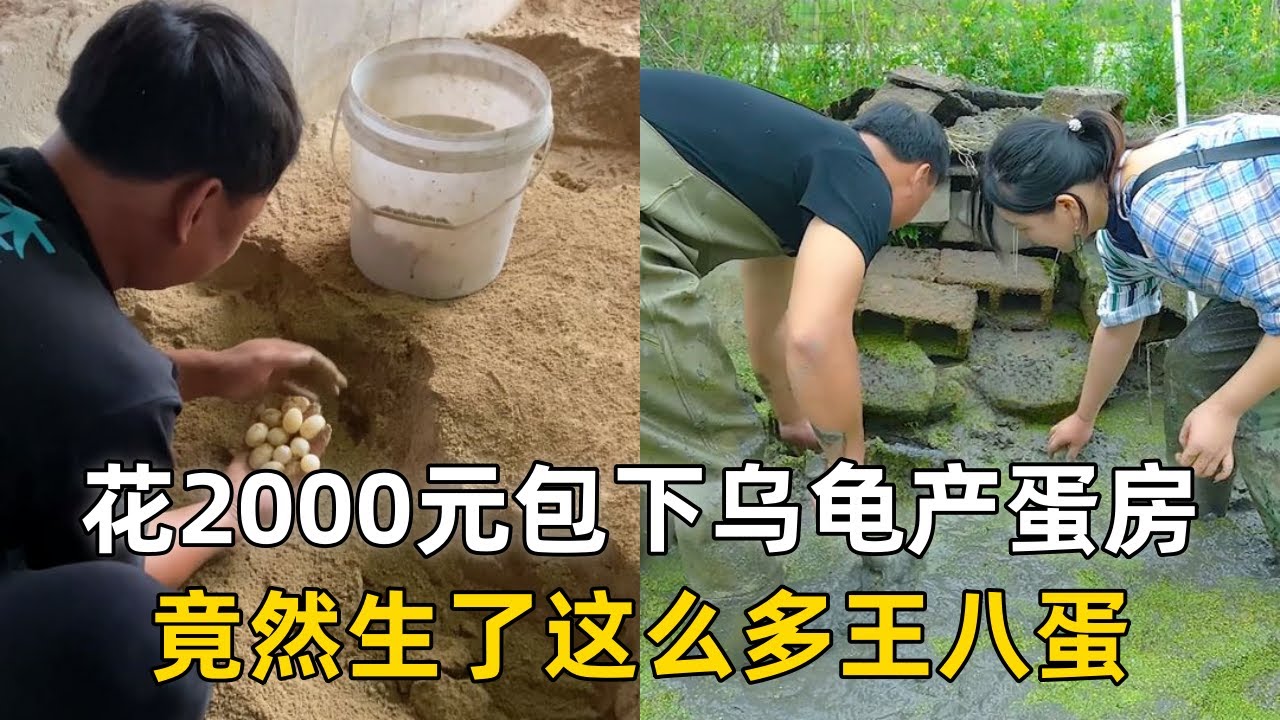 大表哥花2000元包下乌龟产蛋房，竟然生了这么多王八蛋？｜花1000元包下荒废的老甲鱼塘，没想到里面竟然有巨型甲鱼？