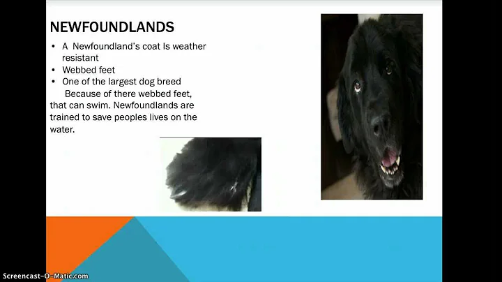 Jacob Platt's newfoundland