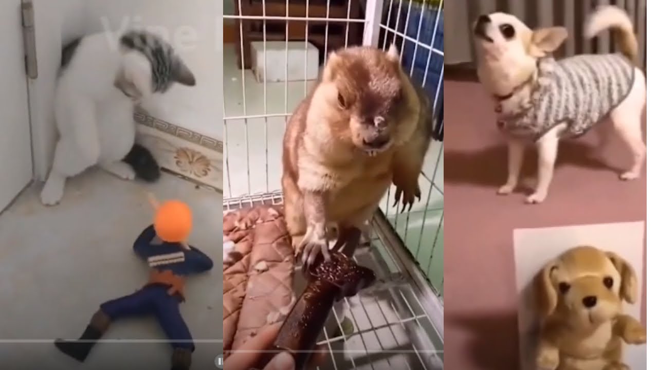 Amazing Cute Reaction of Puppy Dog's Scared Toys Funny Cat Make Laugh Pets Mix3 YouTube