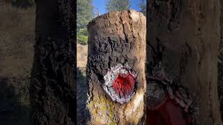 İsveç Ağaç Ocağında Kanlıca Mantarı 🍄🥩/ Bloody Mushroom In A Swedish Wood Stove