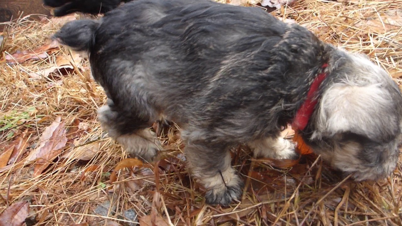Spice of Life Kennels Chai/Cocoa Litter 2 Playing outside YouTube