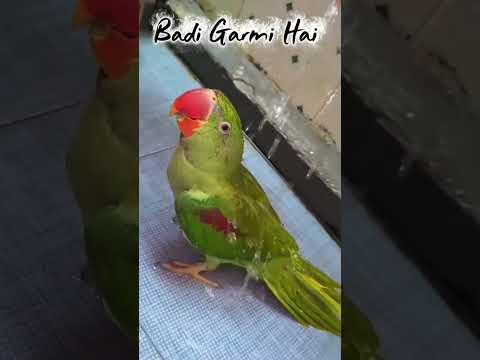 badi garmi h 😂 #trending #parrot #talkingparot #funny