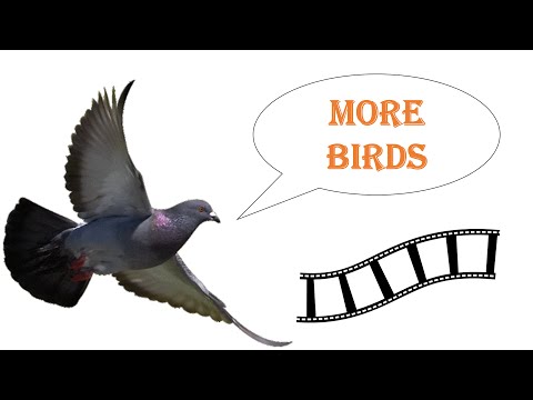 YouTube Video Editor: More Birds - I created this video with the YouTube Video Editor