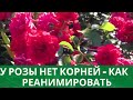 У розы нет корней -  как реанимировать.