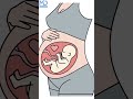Pet Mein Baccha Kaise Banta Hai? | Pregnancy Ki Puri Process #youtubeshorts #ytshorts #pregnancy